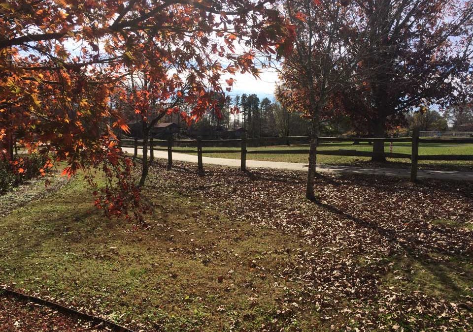 Camp Oak Hill Autumn Leaves