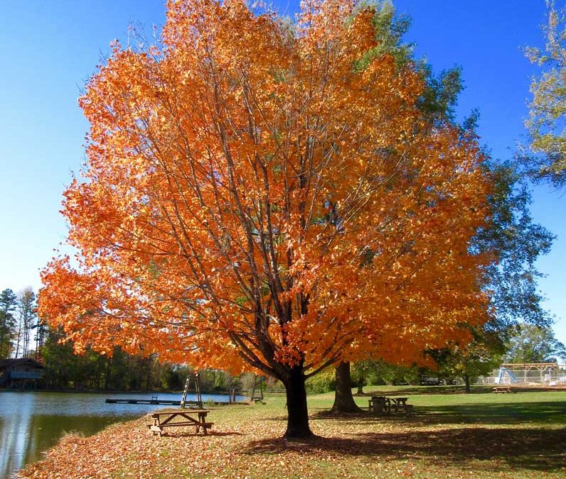 Camp Oak Hill Autumn Tree